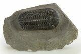 Morocops Trilobite - Ofaten, Morocco #310256-3